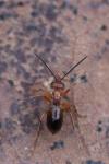 Biorhiza pallida