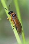 Athalia rosae