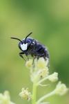 Hylaeus