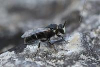 Hylaeus