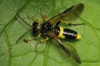 Tenthredo temula
