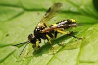 Tenthredo temula