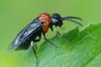 Eutomostethus ephippium