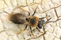 Andrena haemorrhoa