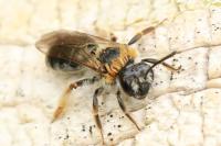 Andrena haemorrhoa