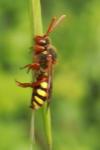 Nomada