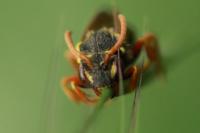 Nomada