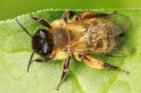 Andrena nigroaenea