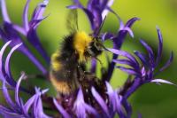 Bombus pratorum