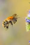 Bombus pascuorum
