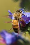 Apis mellifera