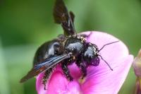 Xylocopa violacea