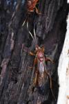 Lymantrichneumon disparis