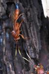 Lymantrichneumon disparis