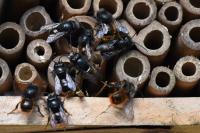 Osmia cornuta