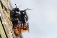 Osmia cornuta
