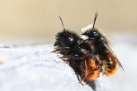 Osmia cornuta