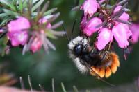 Osmia cornuta