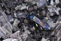 Ichneumon