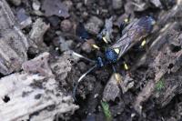 Ichneumon