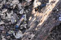 Ichneumon