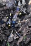 Ichneumon
