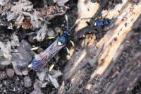 Ichneumon