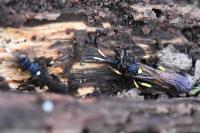 Ichneumon