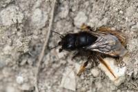 Osmia bicolor