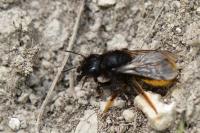 Osmia bicolor