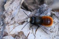 Osmia cornuta