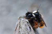 Osmia cornuta