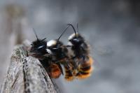 Osmia cornuta