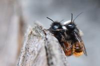 Osmia cornuta