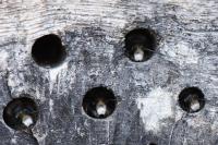 Osmia cornuta