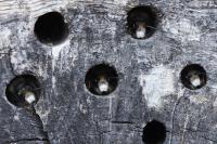 Osmia cornuta