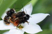 Osmia cornuta