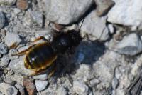 Osmia bicolor