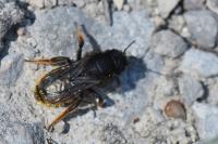 Osmia bicolor
