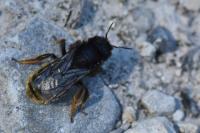 Osmia bicolor