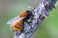 Andrena fulva