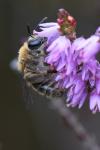 Andrena fuscipes