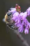 Andrena fuscipes