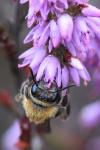 Andrena fuscipes