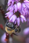 Andrena fuscipes