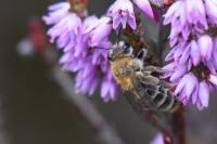Andrena fuscipes