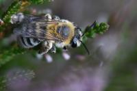 Andrena fuscipes
