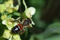 Andrena florea