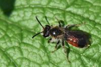 Andrena labiata