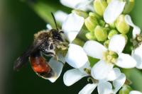 Andrena labiata